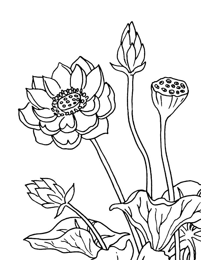 lotus-flowers-drawing-irina-sztukowski